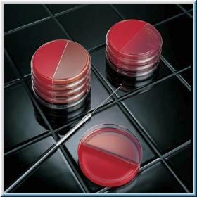 BBL Contact Plates